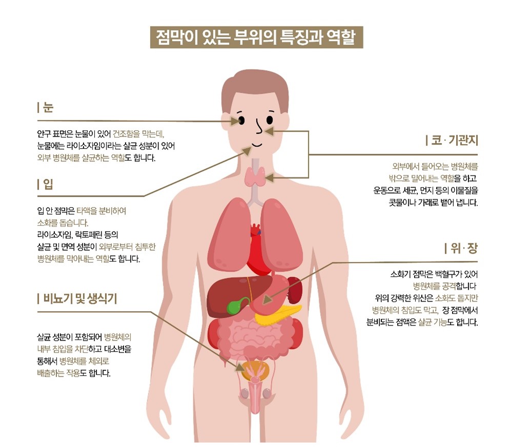 점막7