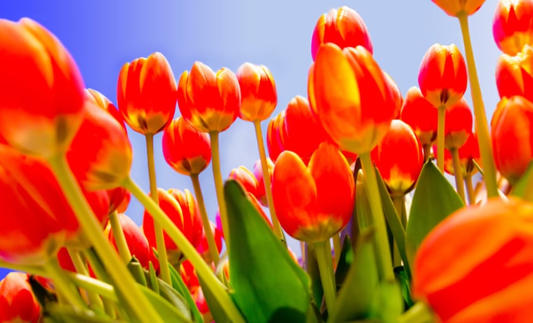 Beautiful garden of tulips in a sunny day